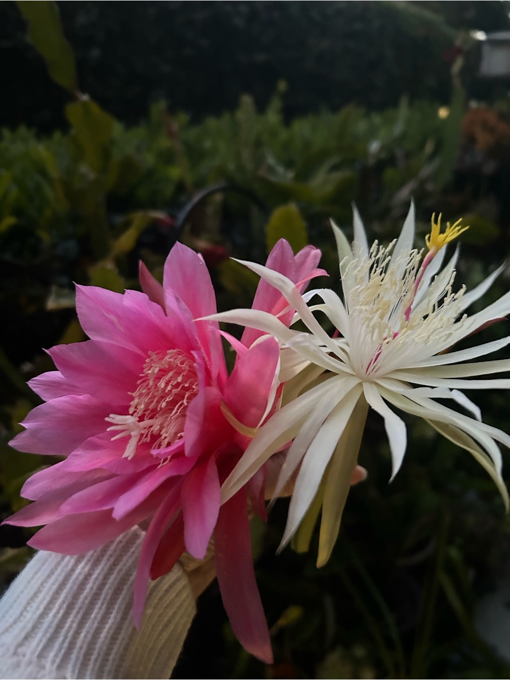 2 Cuttings Fragrance White Hookeri Epiphyllum orchid cactus (with roots) - Picture 6 of 7